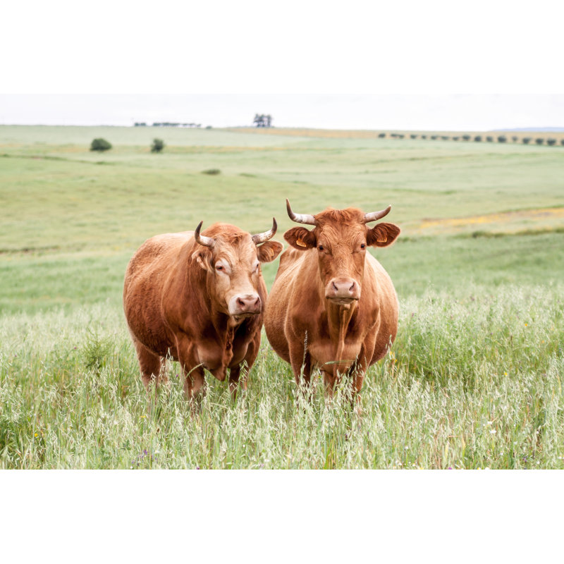 Bergenia Cows by Pitogas - Wrapped Canvas Print, 30cm H x 46cm W x 3.8cm D