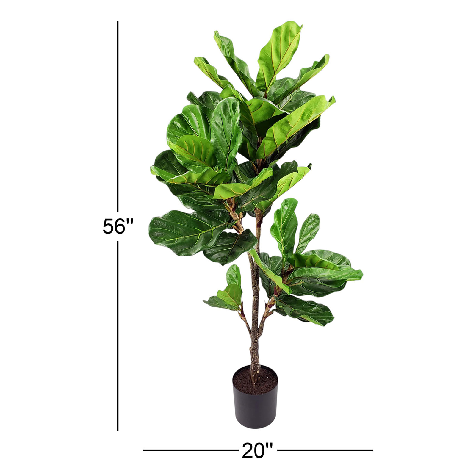 56'' Plant