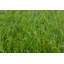 3.2cm Grass-40032173