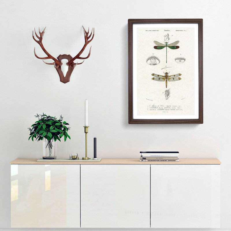 Dragonfly Illustrations PL. L by Charles d' Orbigny - Picture Frame Painting Print, Walnut Framed, 65cm H x 48cm W x 2cm D