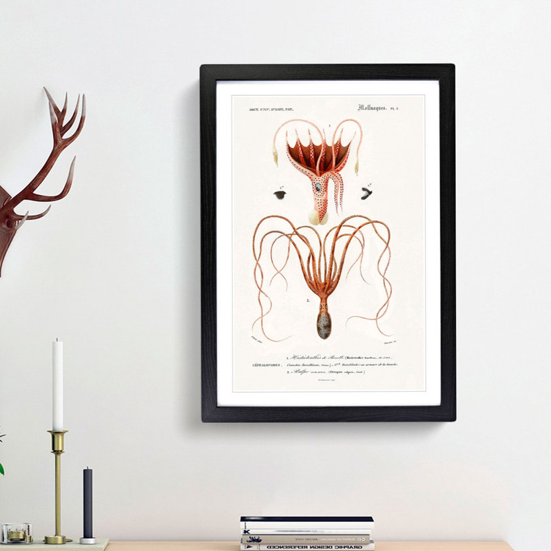 Octopus and Squid by Charles d Orbigny - Framed Print, Black Framed, 48cm H x 36cm W x 2cm D