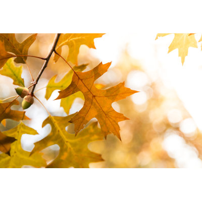 Autumn Leaves by Ranasu - No Frame Print on Canvas