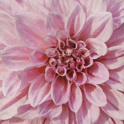 Wall Flower VII by Alonzo Saunders - Wrapped Canvas Print