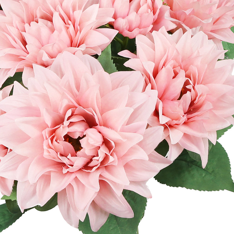 Buissons de dahlia, Rosé