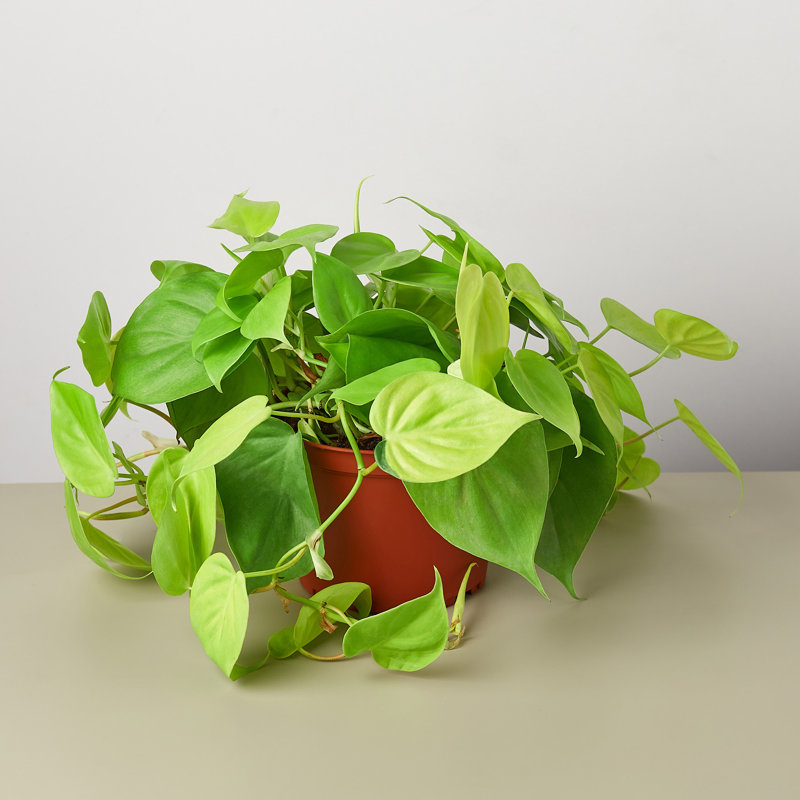 House Plant Shop Live Philodendron Plant