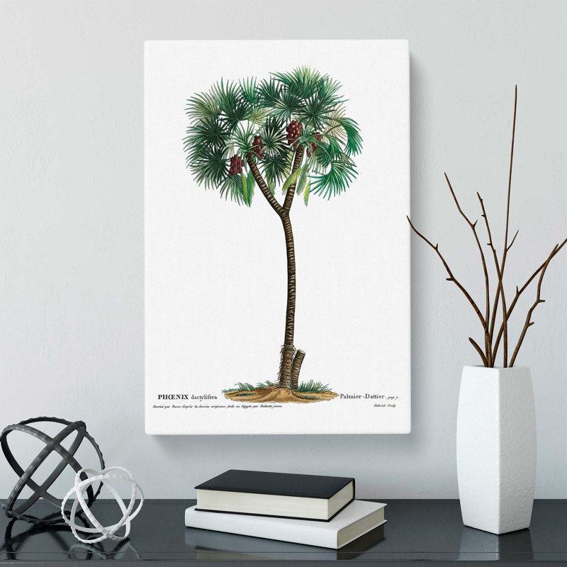 Date Palm Tree by Louis Renard - Wrapped Canvas, 50cm H x 35cm W x 3cm D