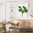 Harnek Magnolia Glauca-108423960