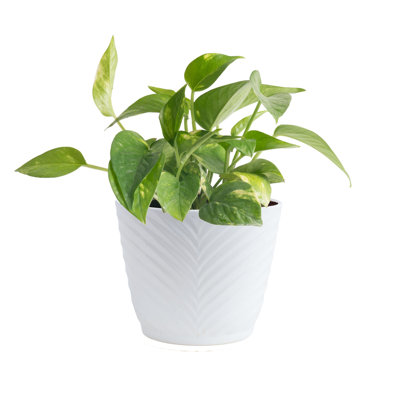 Golden Pothos Devil's Ivy in Ceramic Planter
