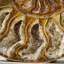 Genuine Calcified Ammonite Half from Madagascar (0.3 Ibs)