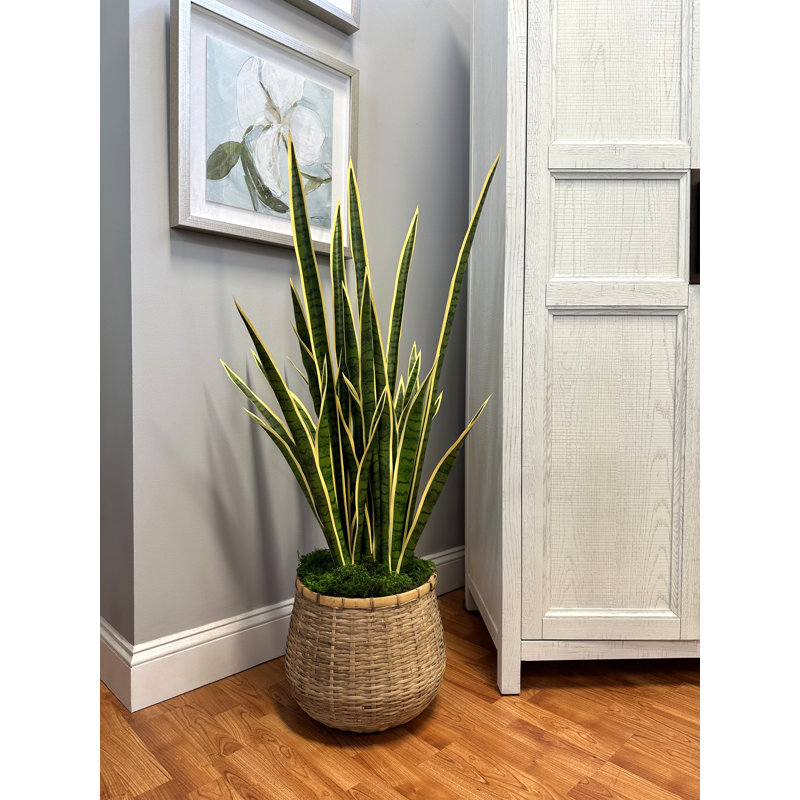 Snake Plant With Moss