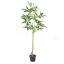Pachira Macrocarpa artificielle-469089165