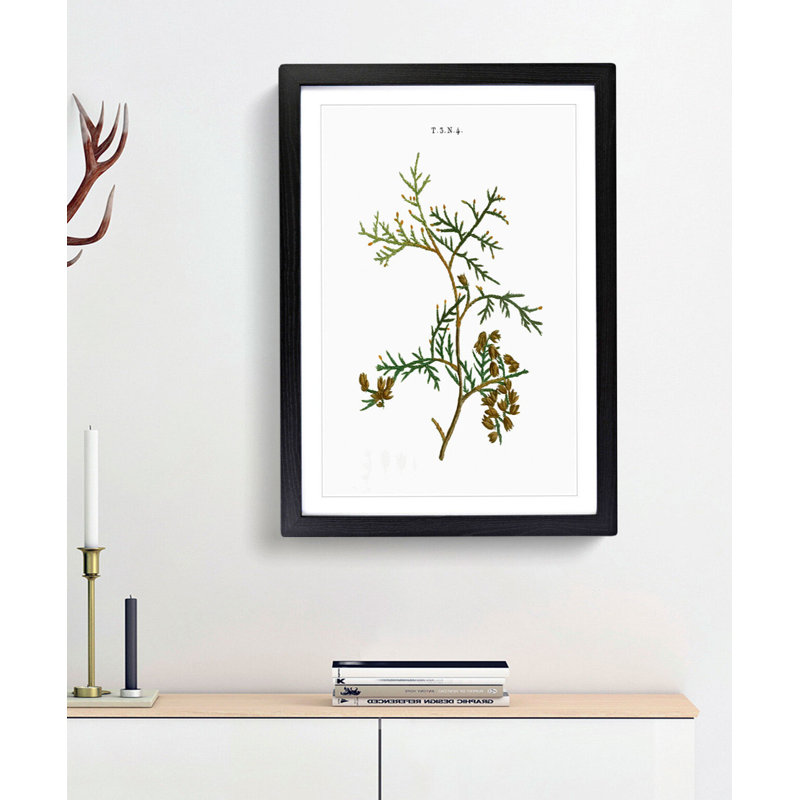 White Cedar Tree Branch by Pierre-Joseph Redoute - Framed Print, 48cm H x 36cm W x 2cm D, Black Framed
