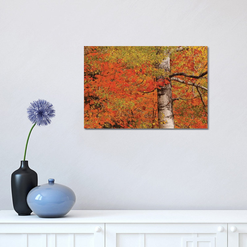 Birch And Fall Colours by Brian Wolf - Wrapped Canvas Print, 30.48cm H x 45.72cm W x 1.91cm D