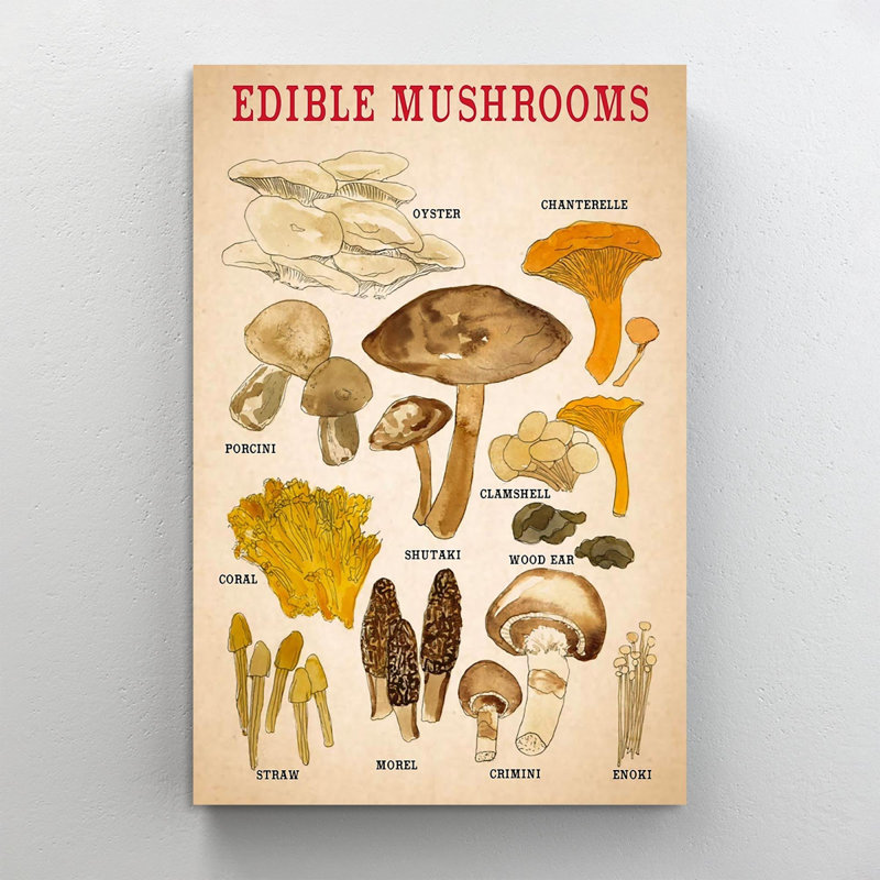 Champignons comestibles - impression sur toile tendue, H 36 po x l 24 po x P 1,25 po