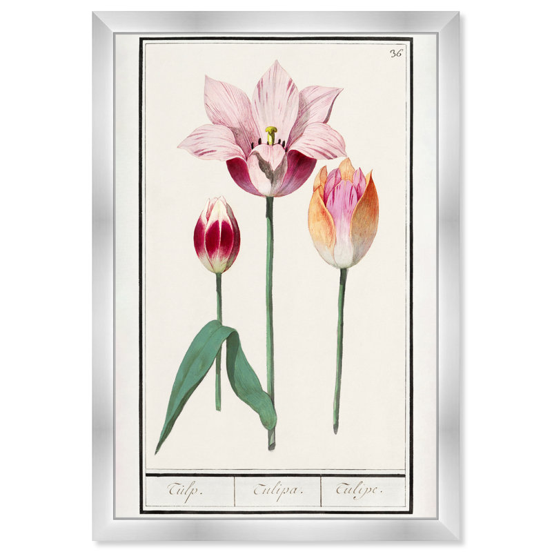 Pink Tulip Botanical Study by Oliver Gal, 17" H x 12" W, Silver