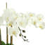 Orchidée Kerwin