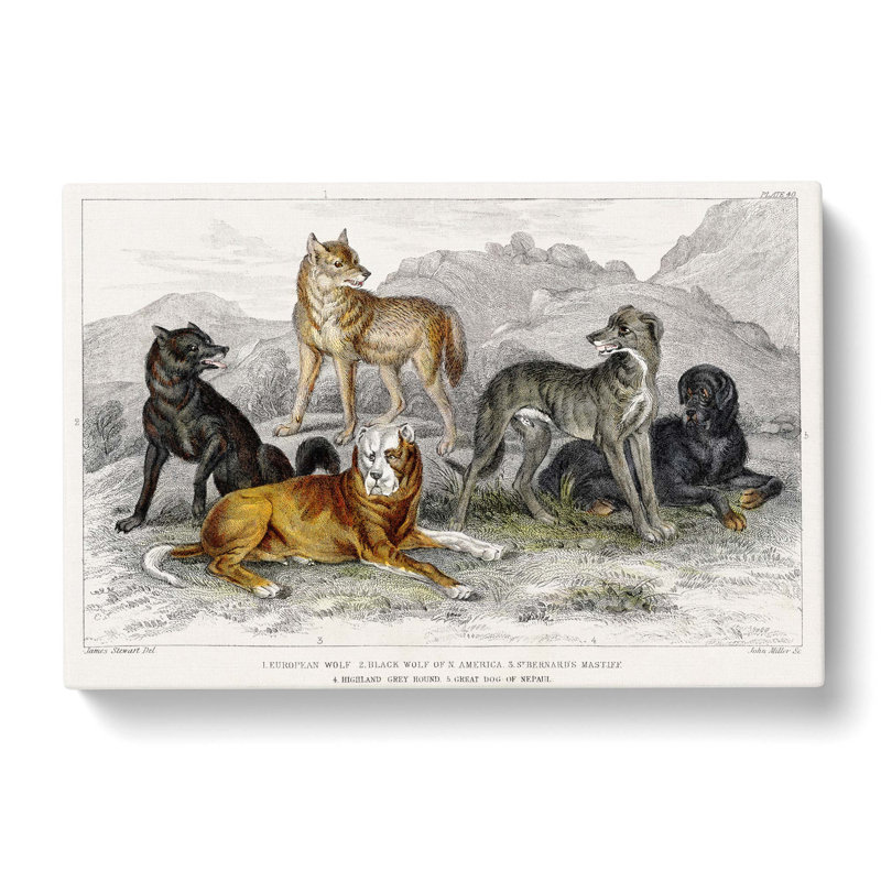 Wolves And Hounds by Oliver Goldsmith - Wrapped Canvas Painting, 35cm H x 50cm W x 3cm D