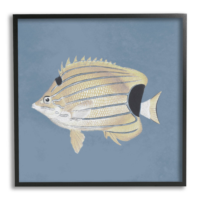 " Striped Fish Portrait Blue Background ", Midnight Black Framed Giclee, 12" H x 12" W x 1.5" D