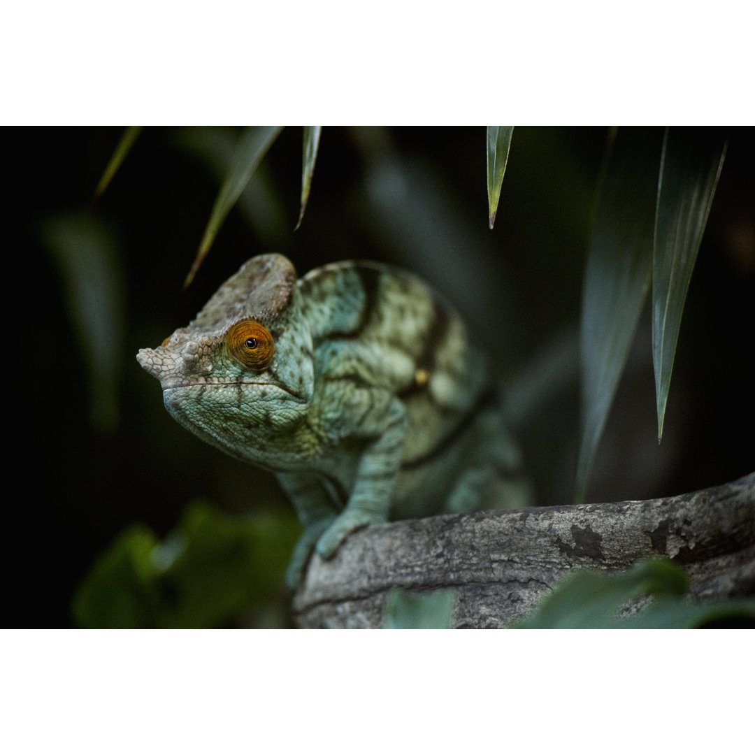 Chameleon by Decisiveimages - Druck