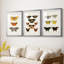 Papillons rétro IV - impression encadrée de qualité supérieure sur mesure mat - 3 pièces-825641739-825641738