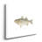 Striped Bass - Wrapped Canvas Print-1457943220