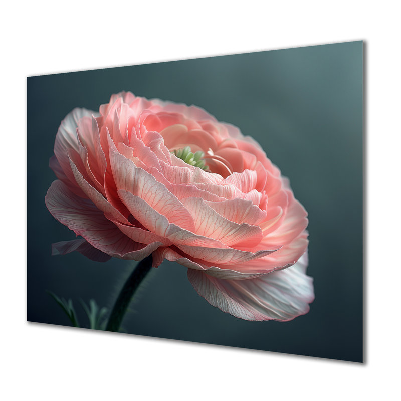 Reproduction d'art mural monochrome - Renoncule congelé beauté I - Renoncule, Métal métal, H 12 po x l 20 po