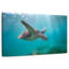 Tortue de mer Brampt Martinique-108690404
