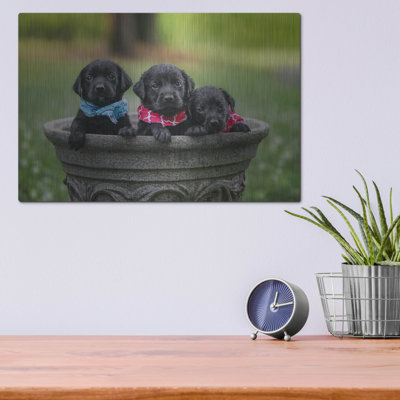 " Black Lab Pups 7 " by Jonathan Ross