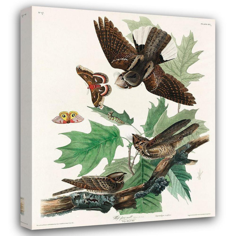 «Red Barrel Studio® Audubon» par John James Gallery, art sur toile tendu: Whip, H 33 po x l 28 po