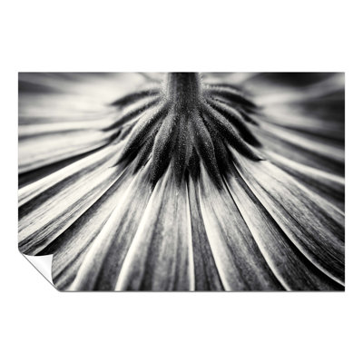 Black And White Backside Flower Close Up - No Frame Print