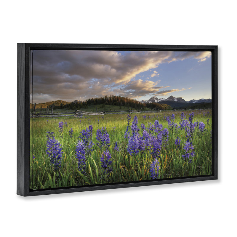  Toile flottante lavande Bloom Meadows par Alan Majchrowicz, H 17 po x l 25 po, Cadre flottant noir de jais