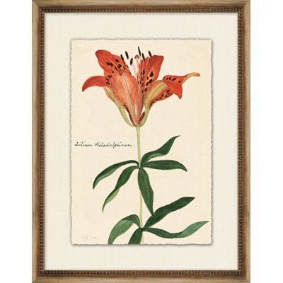 Lilium Painting