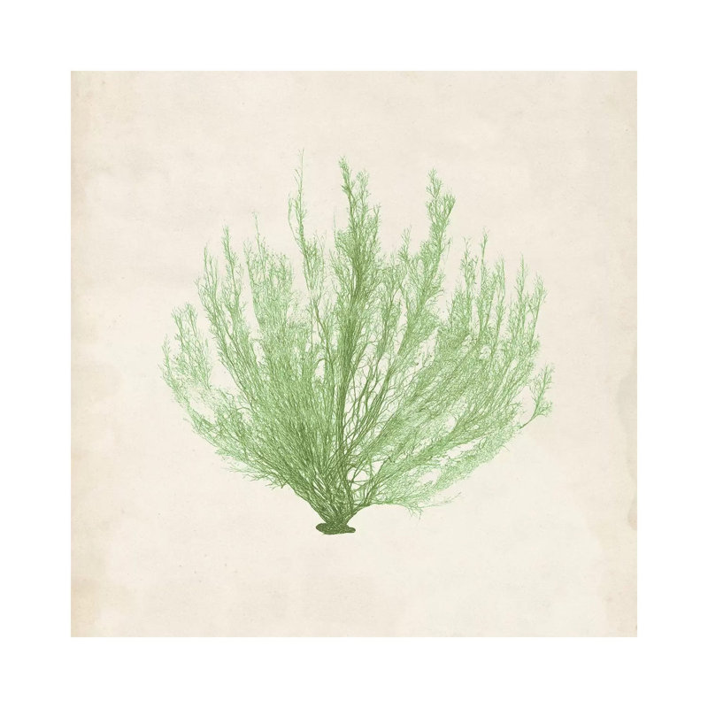 Peridot Seaweed VI by Vision Studio - Wrapped Canvas Print, 93.98 cm H x 93.98 cm W x 1.91 cm D