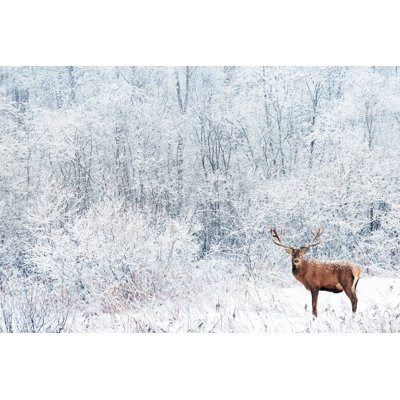 Noble Deer In Winter Forest. by Delbars - Wrapped Canvas Print