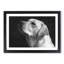 Labrador Dog - Picture Frame Photograph Print-56705142-56705143