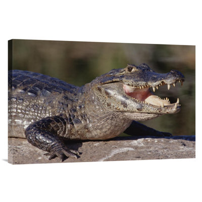" Jacare Caiman Portrait, Pantanal, Brazil "