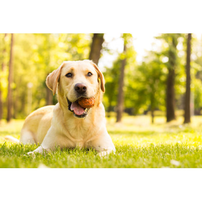 Chien - photographie sur toile tendue