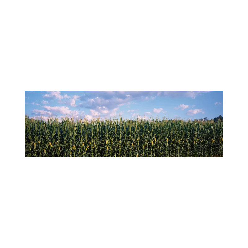 Corn Field, Baltimore County, Maryland, USA - Wrapped Canvas Panoramic Print, 30.48 cm H x 91.44 cm W x 1.91 cm D