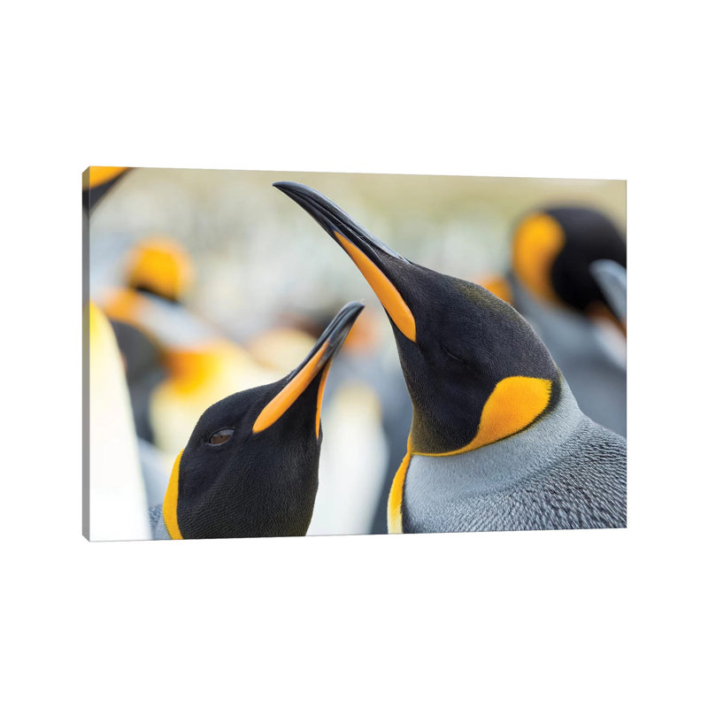 King Penguin On Falkland Islands. by Martin Zwick - Wrapped Canvas Print, 30.48 cm H x 45.72 cm W