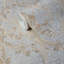 Papier peint Harper-Rose-615333981