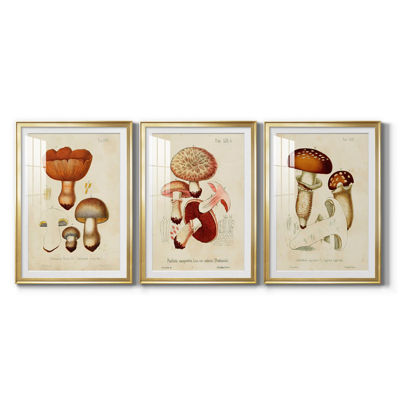 Mushroom Variétés I - Ensemble de 3 cadres photo, Cadre doré, H 61 po x l 42,5 po x P 2,5 po