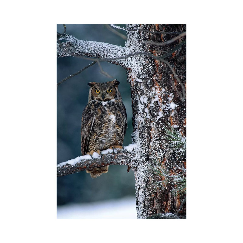 Great Horned Owl Perched In Tree Dusted With Snow, British Columbia, Canada I by Tim Fitzharris - Wrapped Canvas Print