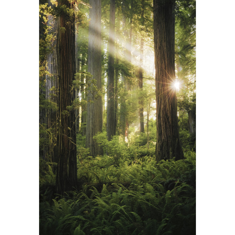 Wrapped Canvas Print, 91.44 cm H x 60.96 cm W