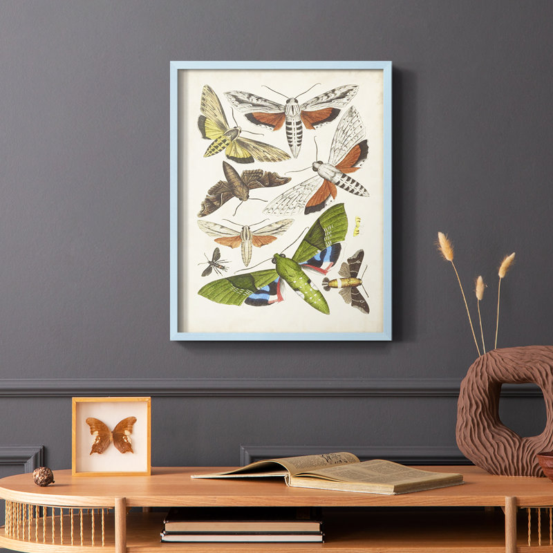 Antique Moths II, reproduction encadrée - bois massif, Bleu, H 10 po x l 8 po