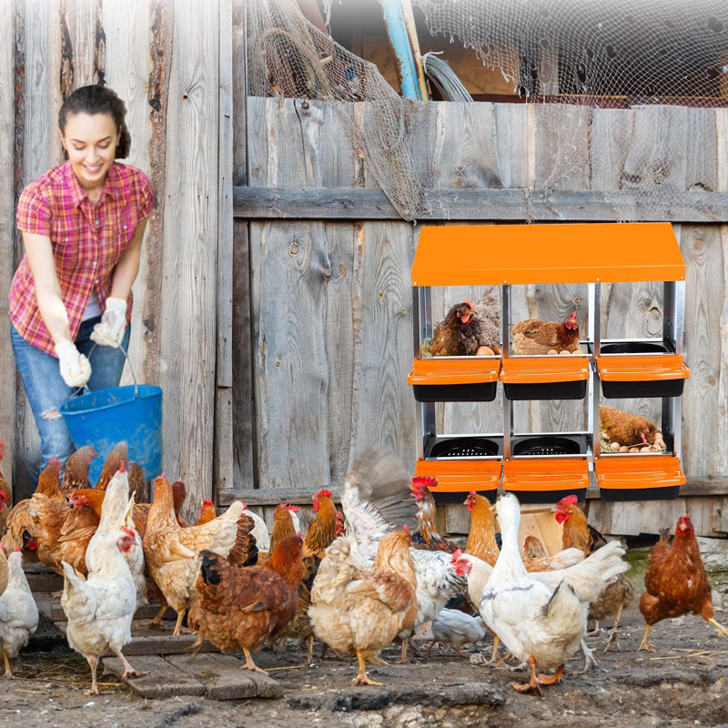 Boîtes de nidification à poulets 6/8/10, Orange
