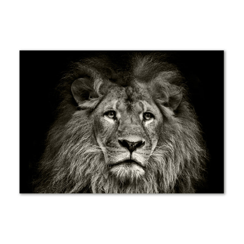 Lion - Wrapped Canvas Print