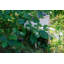 Allize Freestanding Hedgehog House