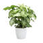 Live White Butterfly Plant in Classic Pot-49662073-114976336