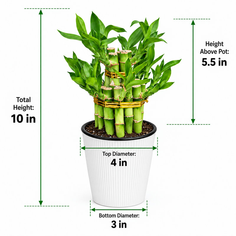 2-Layer Lucky Bamboo Plant