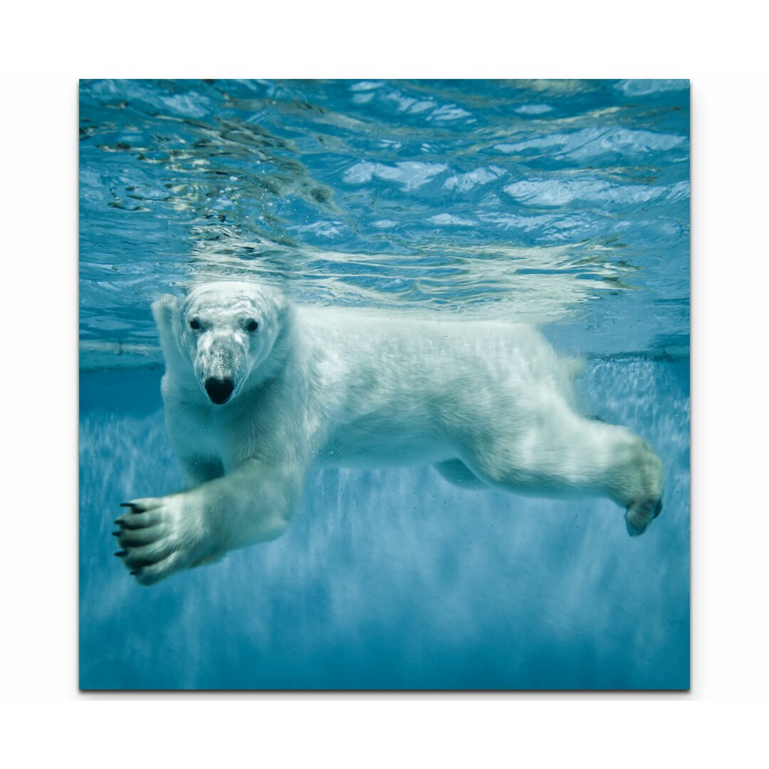 Leinwandbild Schwimmender Eisbär unter Wasser